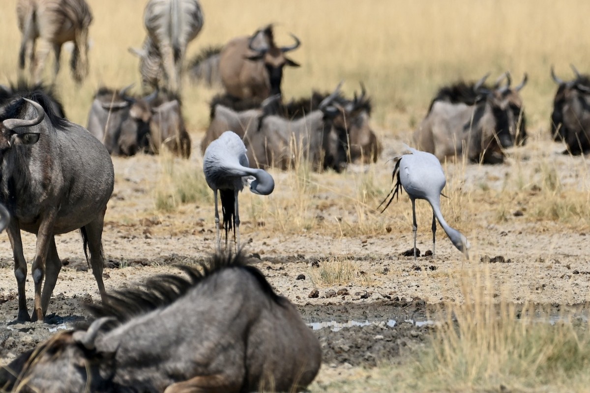 Blue Crane - ML644824543