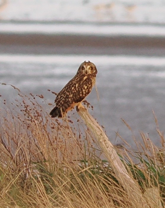 短耳鴞 - ML644824544