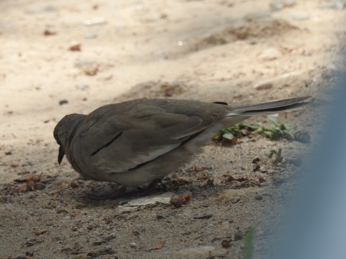 Picui Ground Dove - ML644824546
