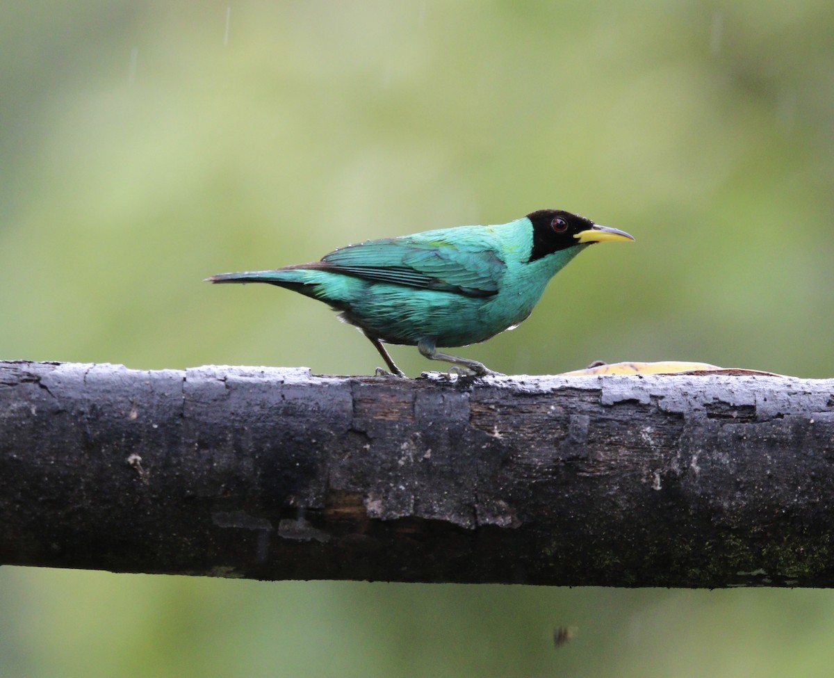 Green Honeycreeper - ML644824553