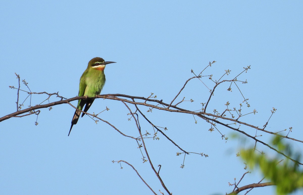 Olive Bee-eater - ML644824555