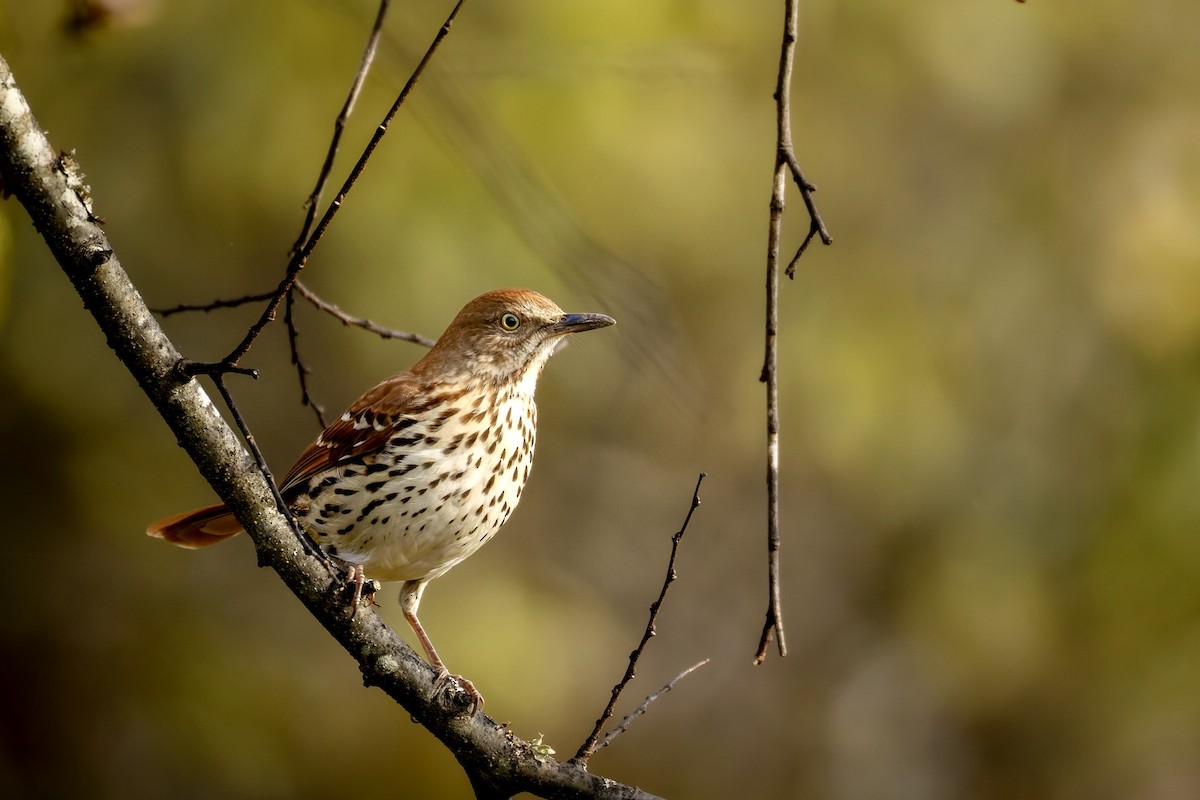 Brown Thrasher - ML644824556