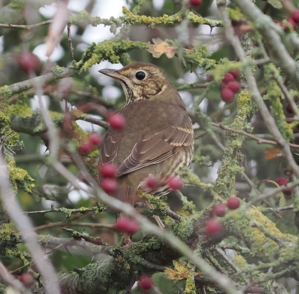 Song Thrush - ML644824563