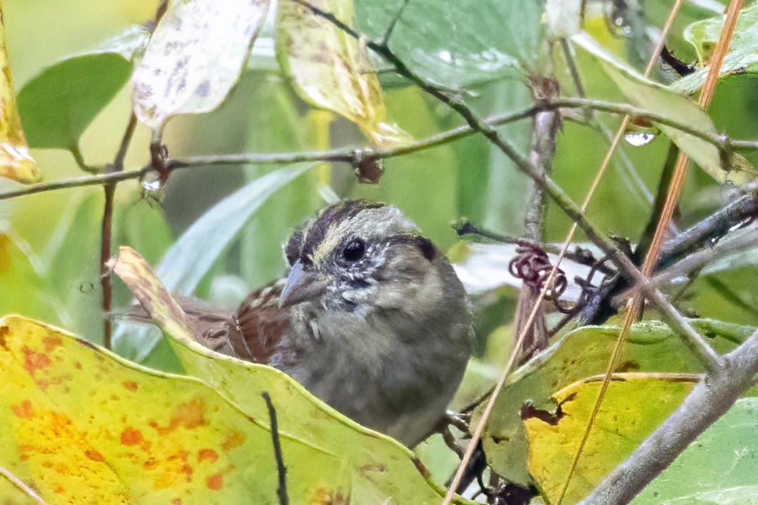 Bruant des marais - ML644824578