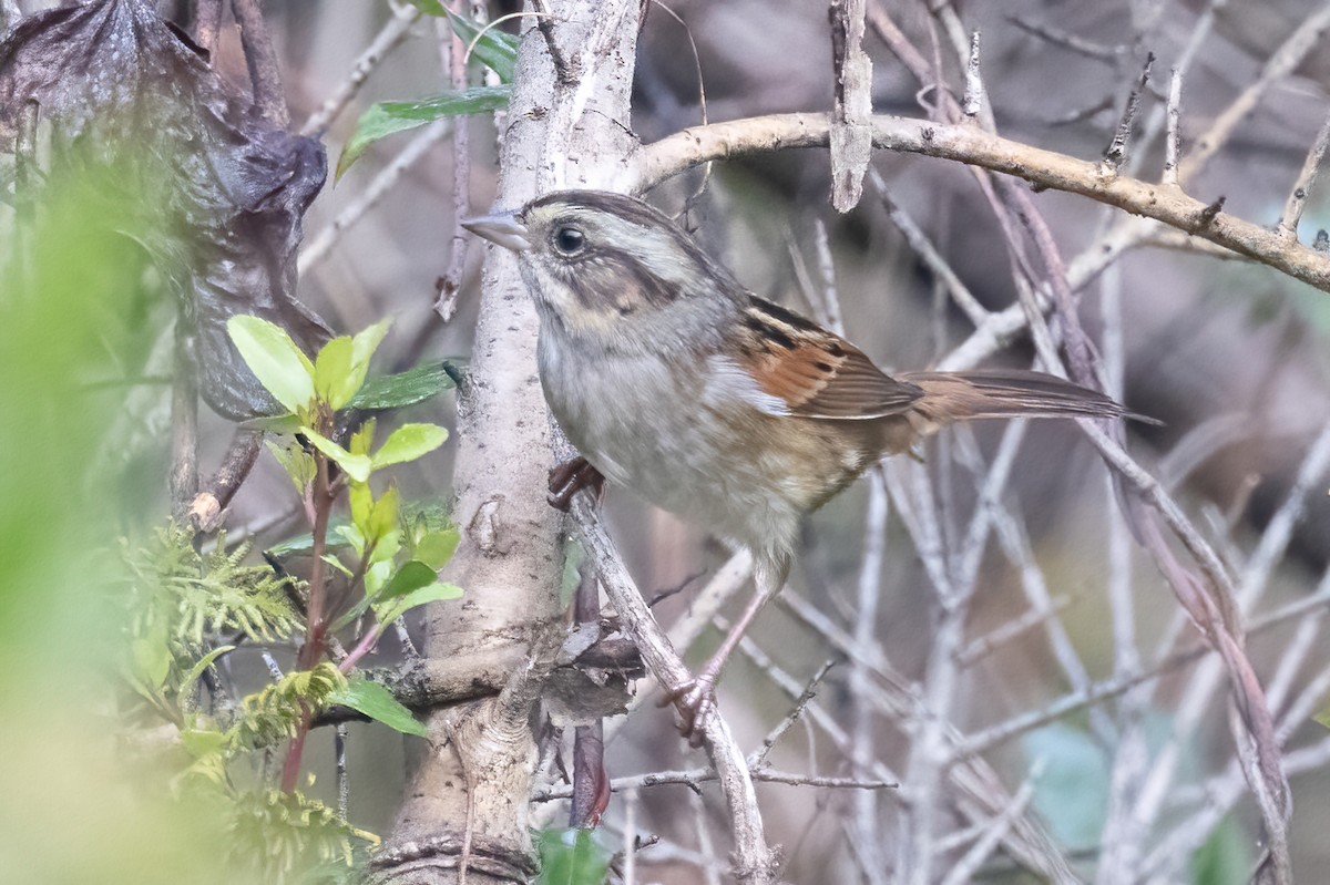 Bruant des marais - ML644824579