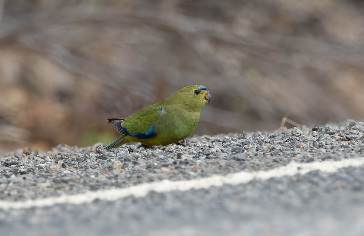 Elegant Parrot - ML644824587