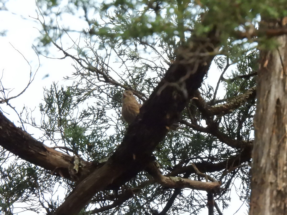 House Finch - ML644824589