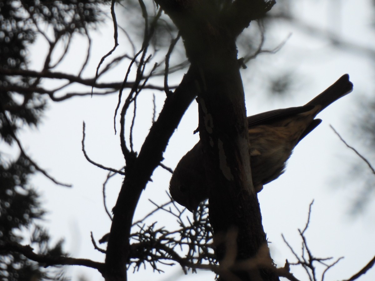 House Finch - ML644824590