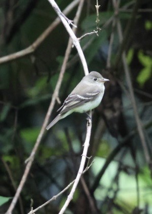 Acadian Flycatcher - ML644824591