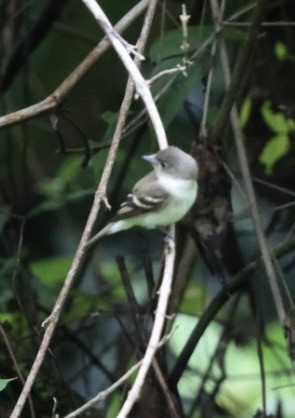Acadian Flycatcher - ML644824592