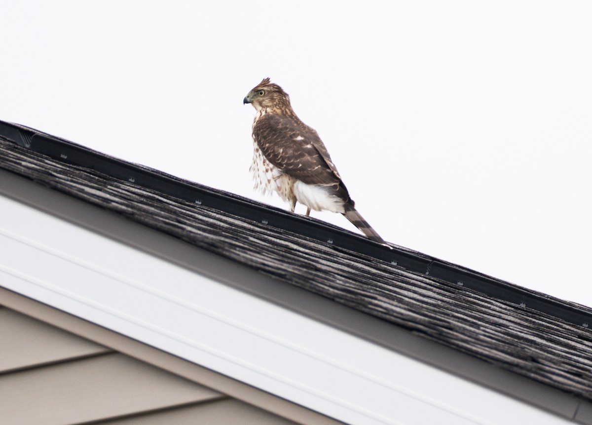 Cooper's Hawk - ML644824618
