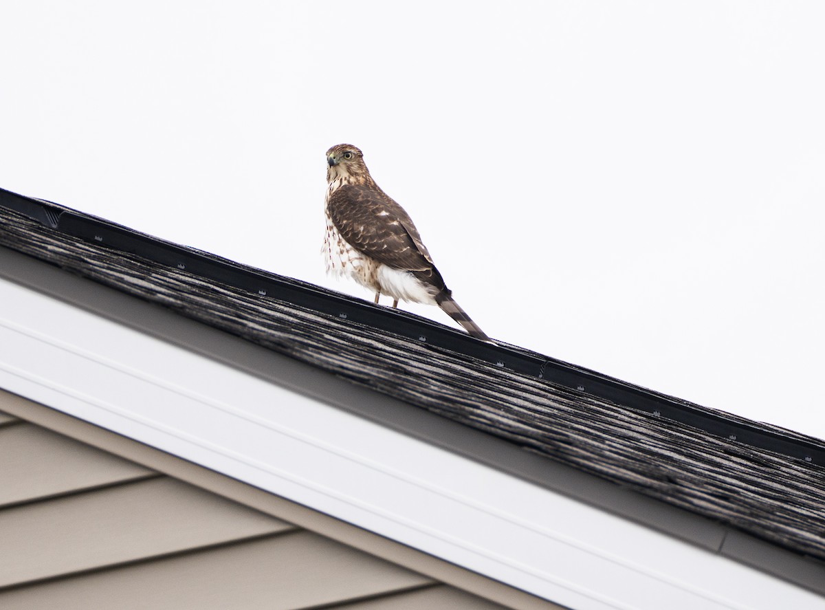 Cooper's Hawk - ML644824619