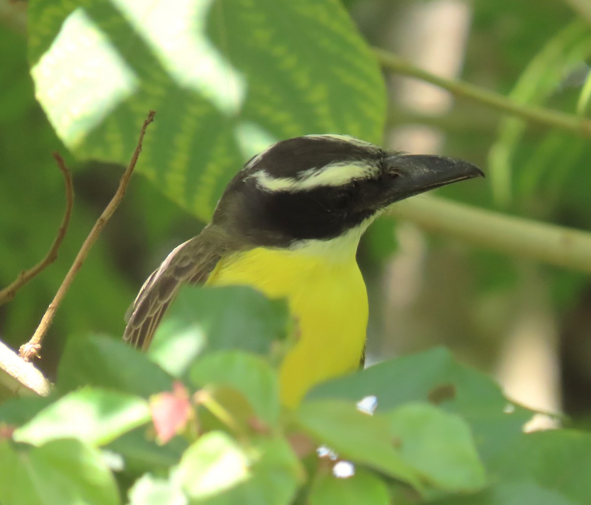 Пітанга-великодзьоб - ML644824625