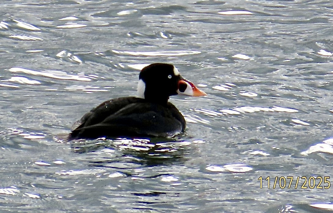 Surf Scoter - ML644824627