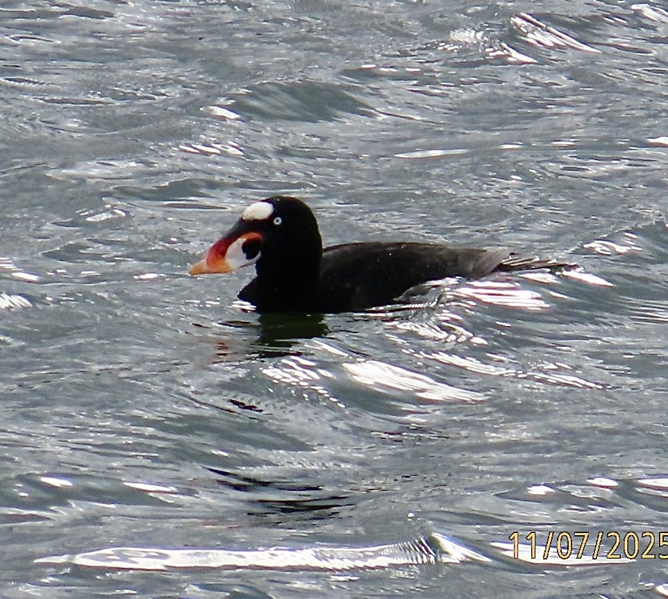 Surf Scoter - ML644824628