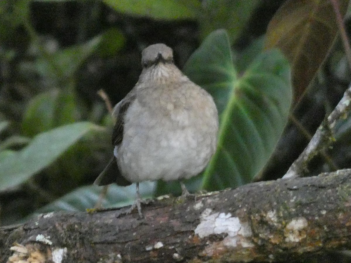 drozd černozobý - ML644824634