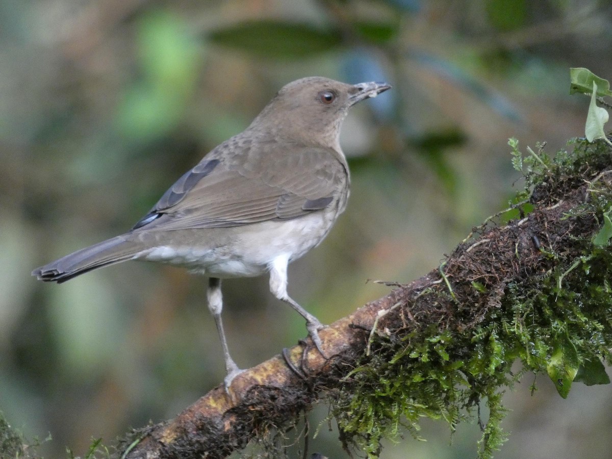 drozd černozobý - ML644824635