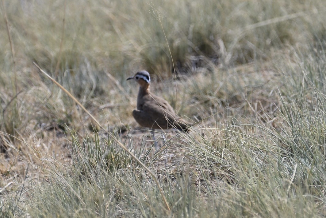 Burchell's Courser - ML644824640