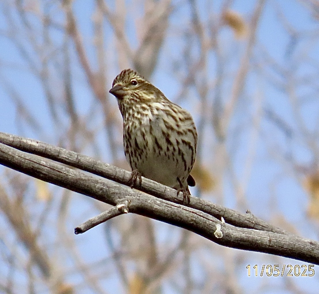 Cassin's Finch - ML644824645