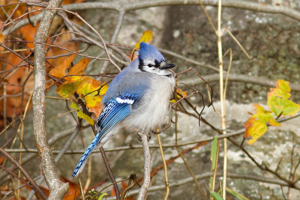 Blue Jay - ML644824663