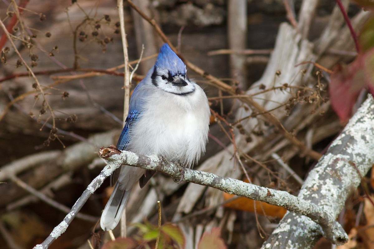 Blue Jay - ML644824664
