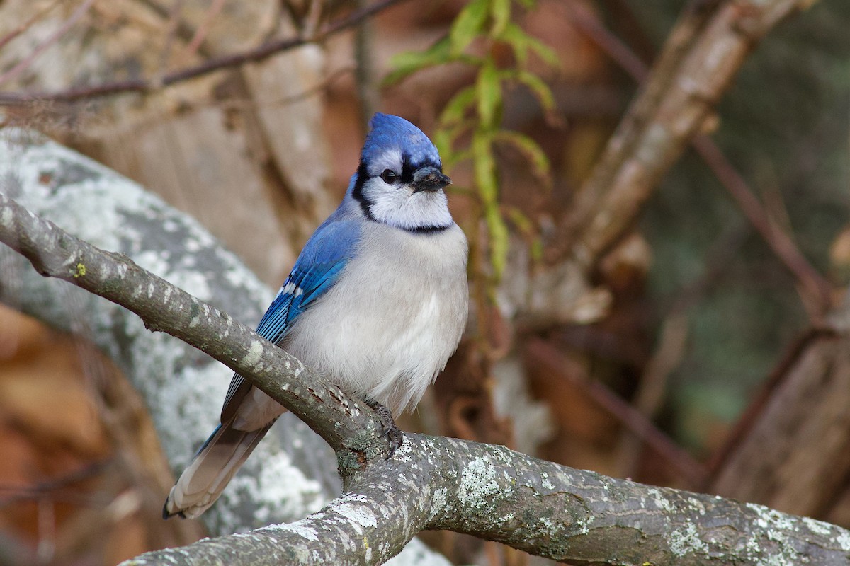 Blue Jay - ML644824665