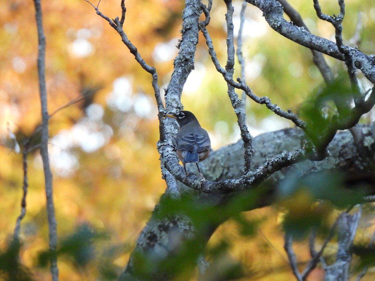 American Robin - ML644824673