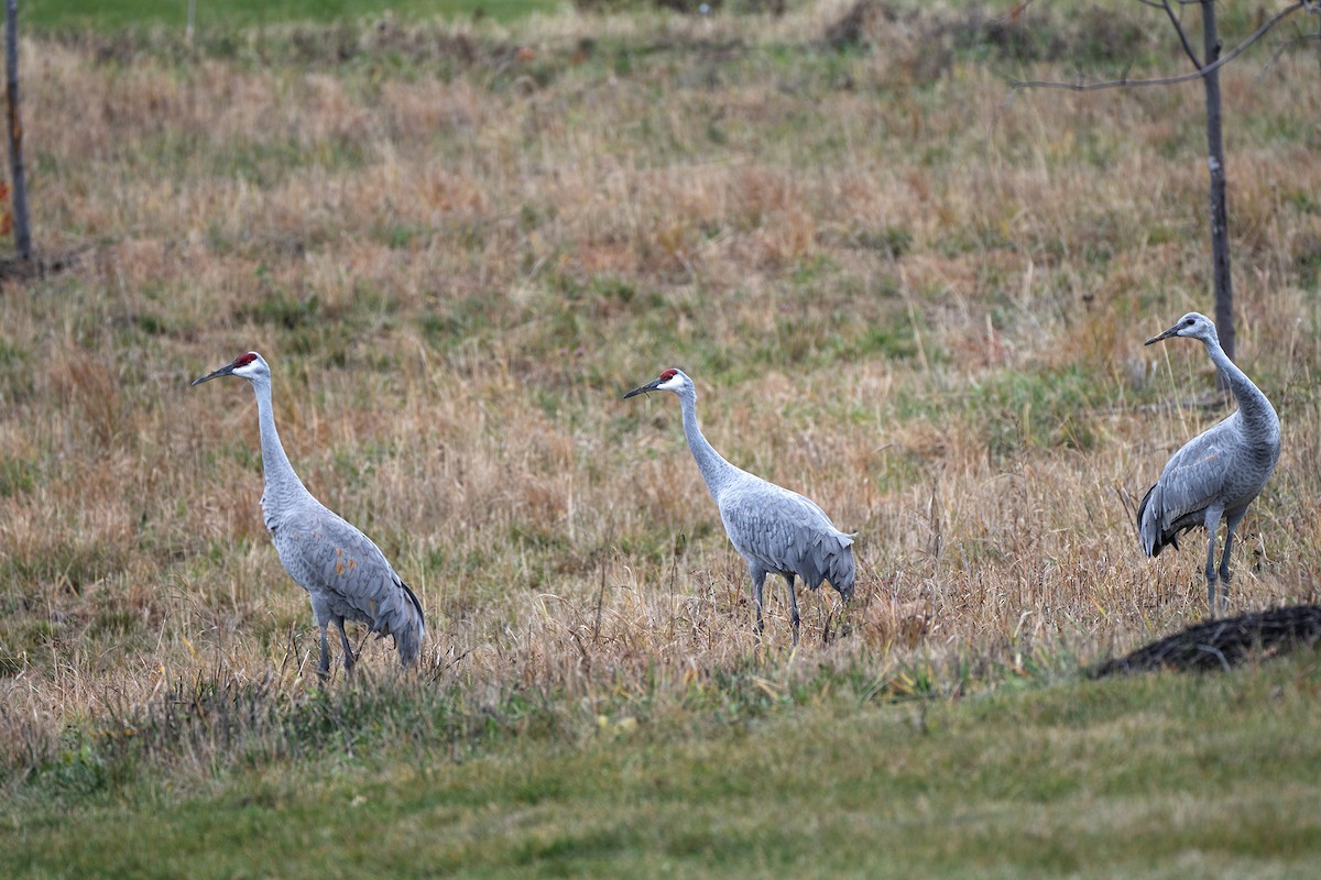 Sandhill Crane - ML644824679