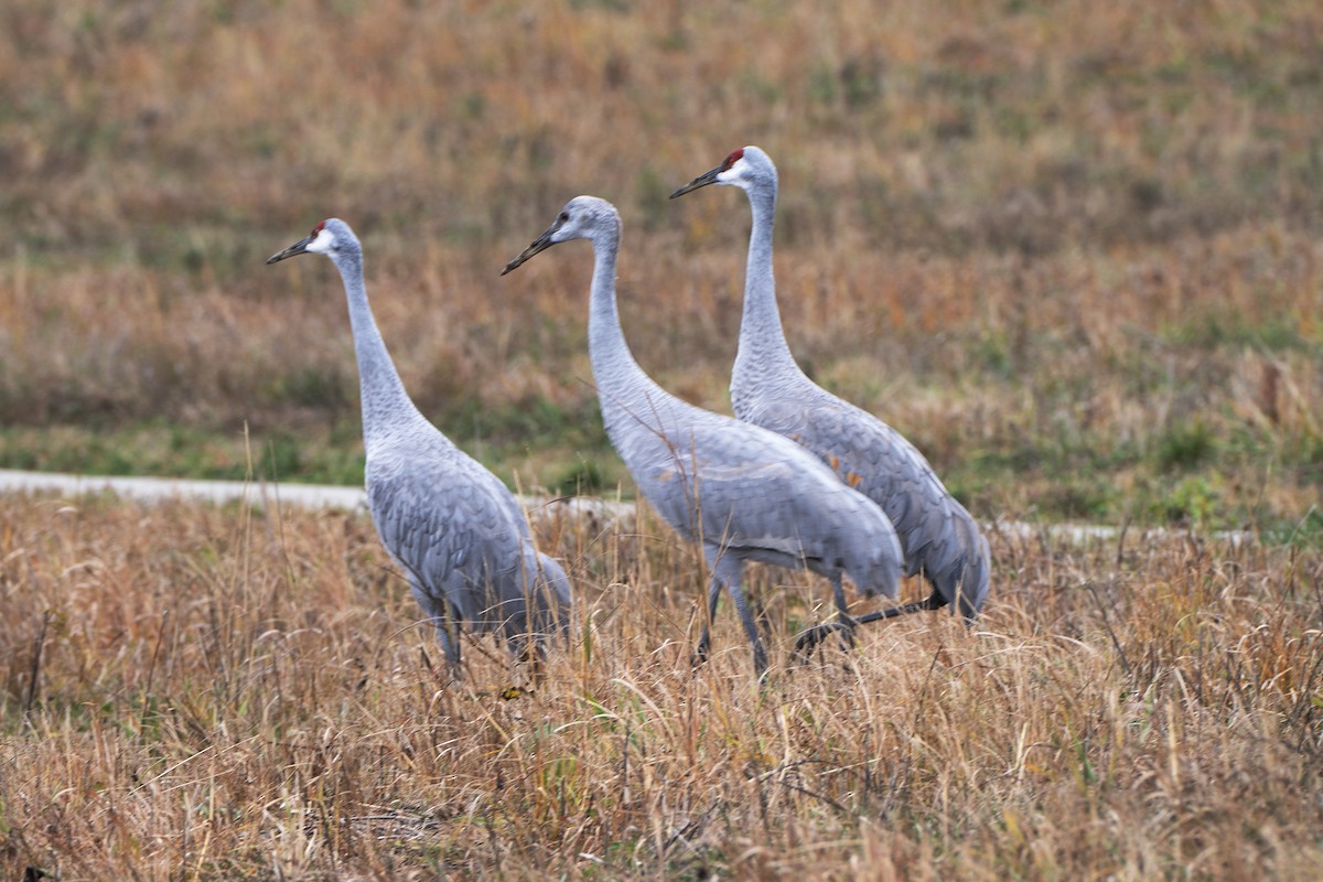 Sandhill Crane - ML644824680