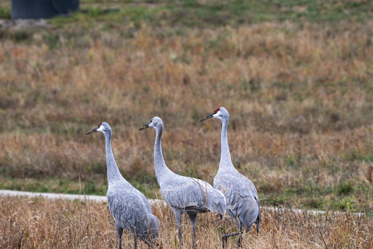 Sandhill Crane - ML644824681