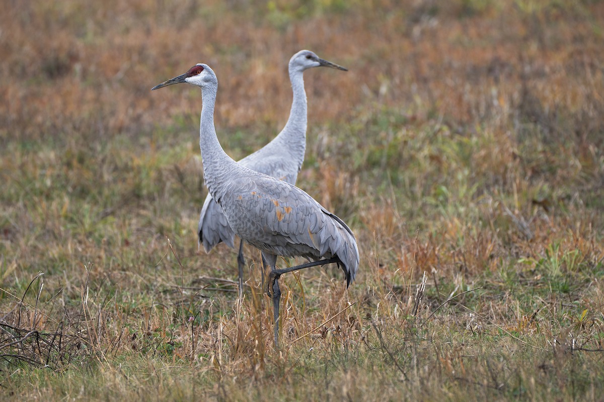 Sandhill Crane - ML644824682