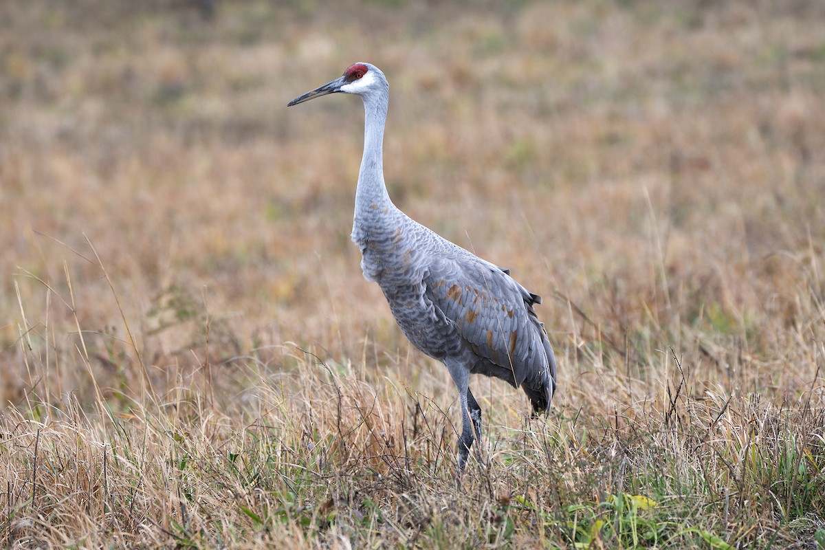 Sandhill Crane - ML644824683