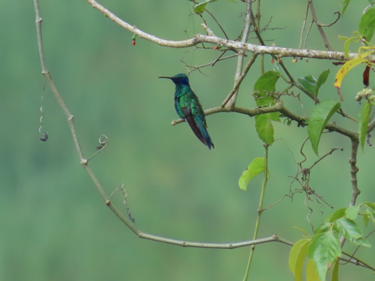 Колібрі синьочеревий - ML644824686