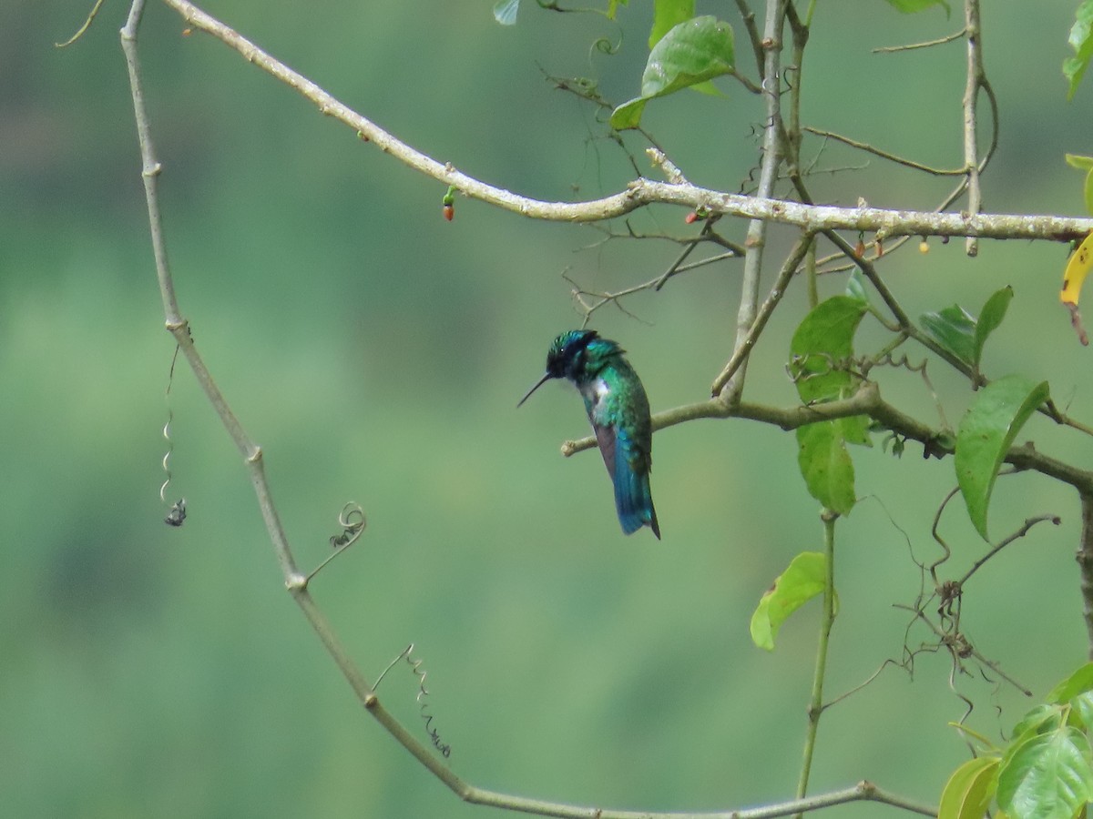 Колібрі синьочеревий - ML644824687