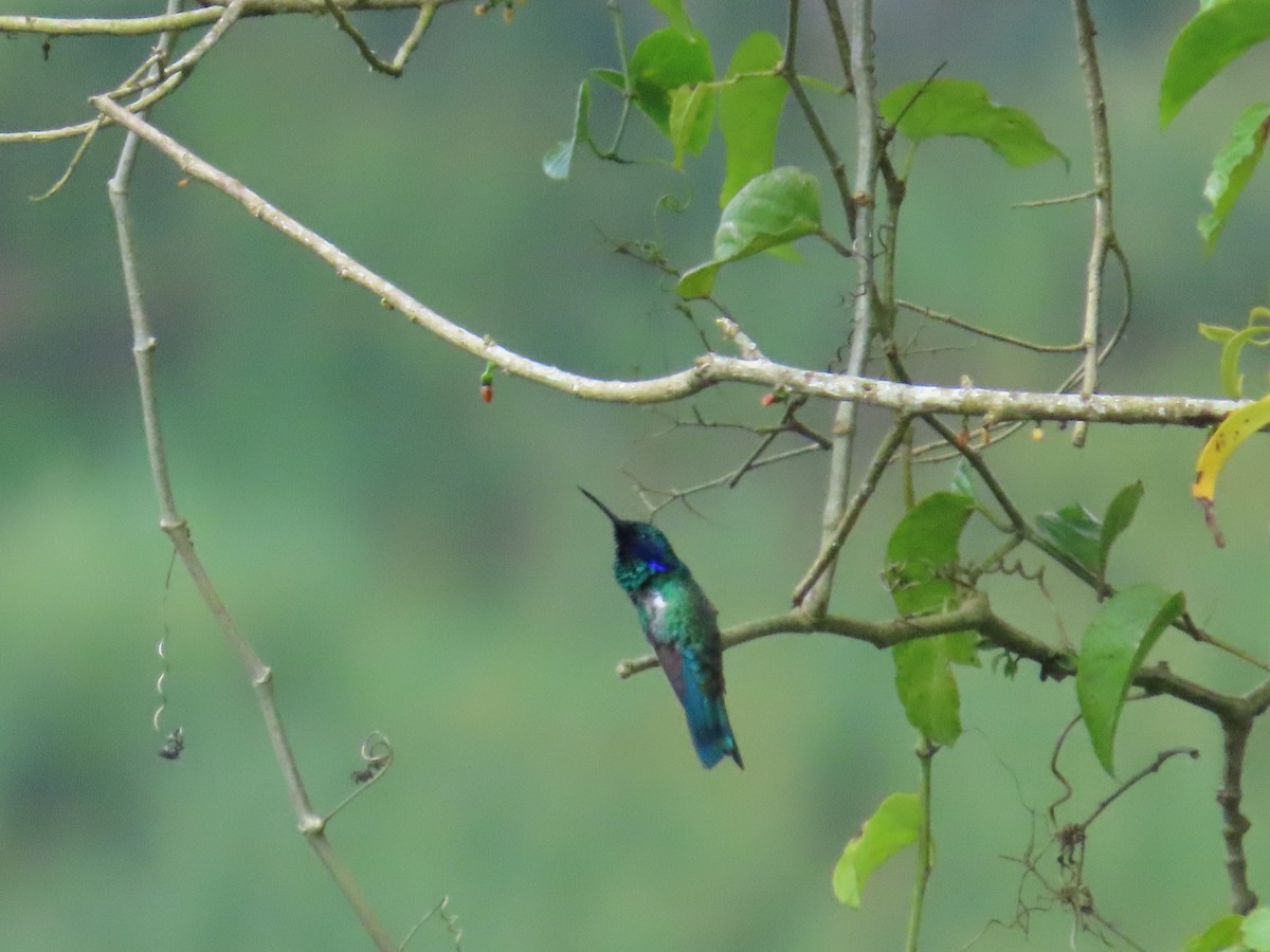 Колібрі синьочеревий - ML644824688