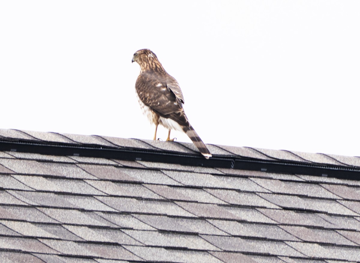 Cooper's Hawk - ML644824690