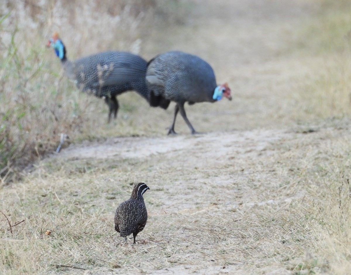 Madagascar Partridge - ML644824703