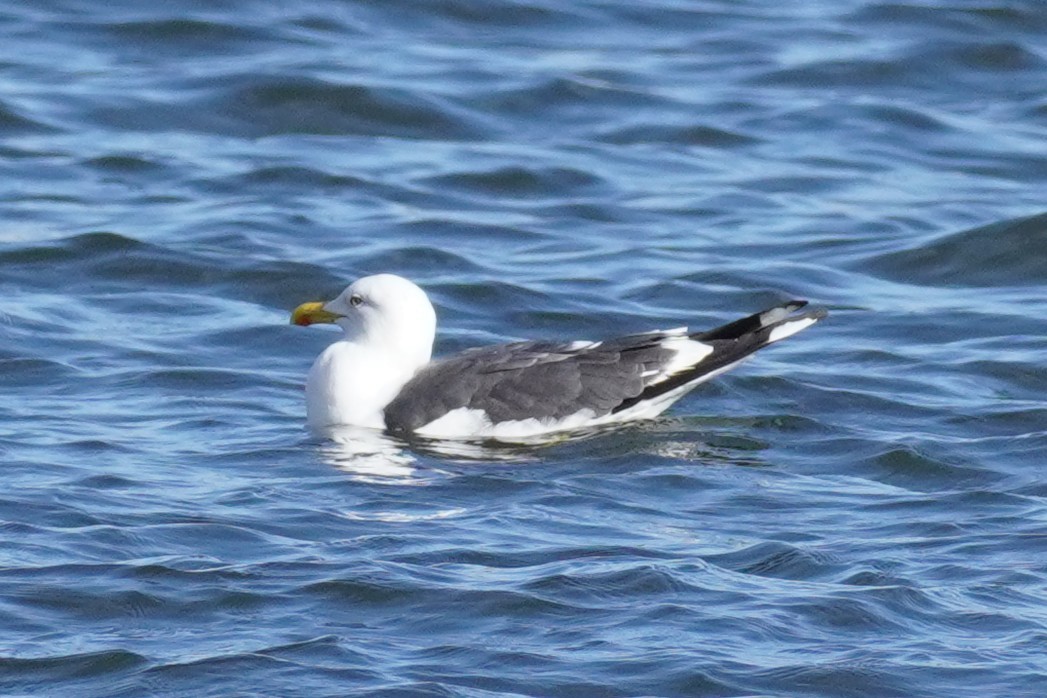 Lesser Black-backed Gull - ML644824705