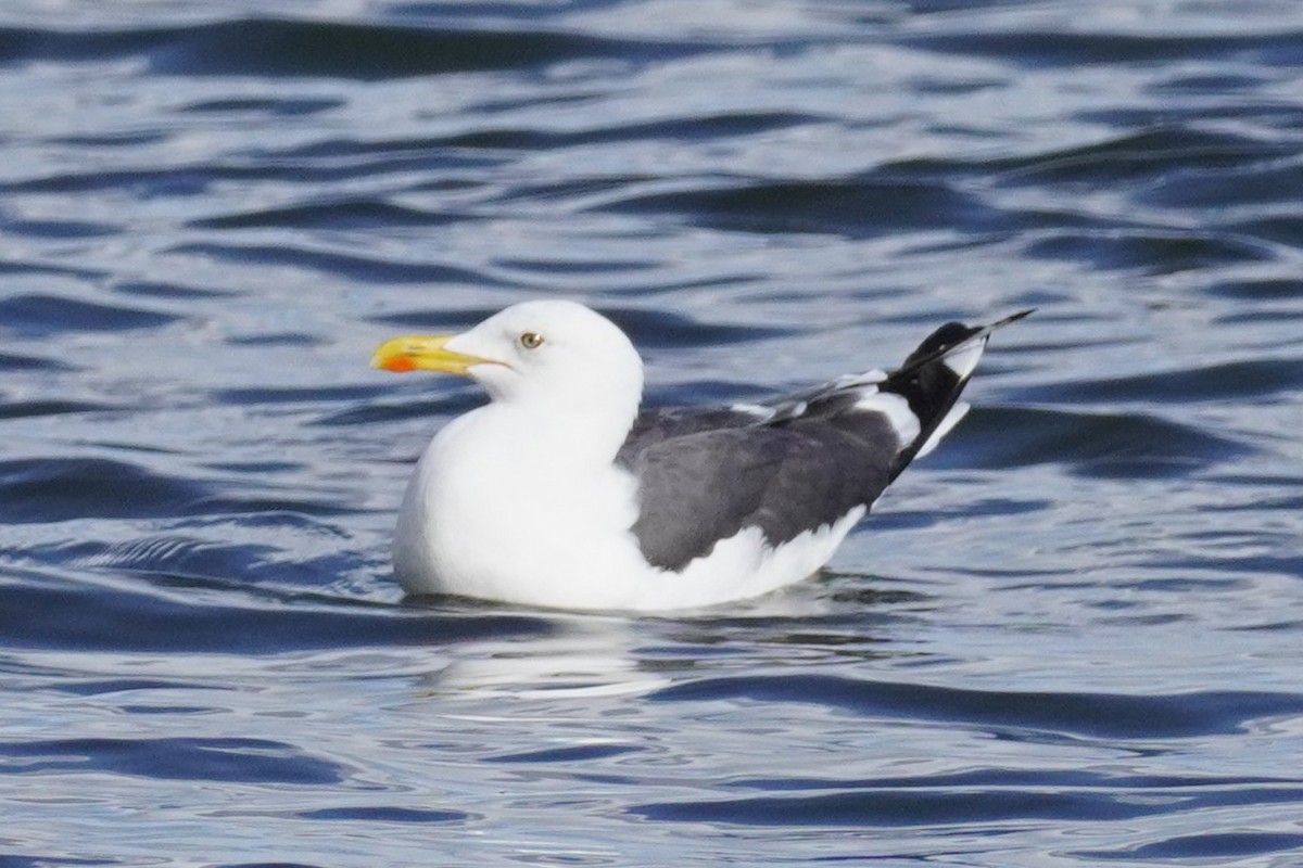 Lesser Black-backed Gull - ML644824706
