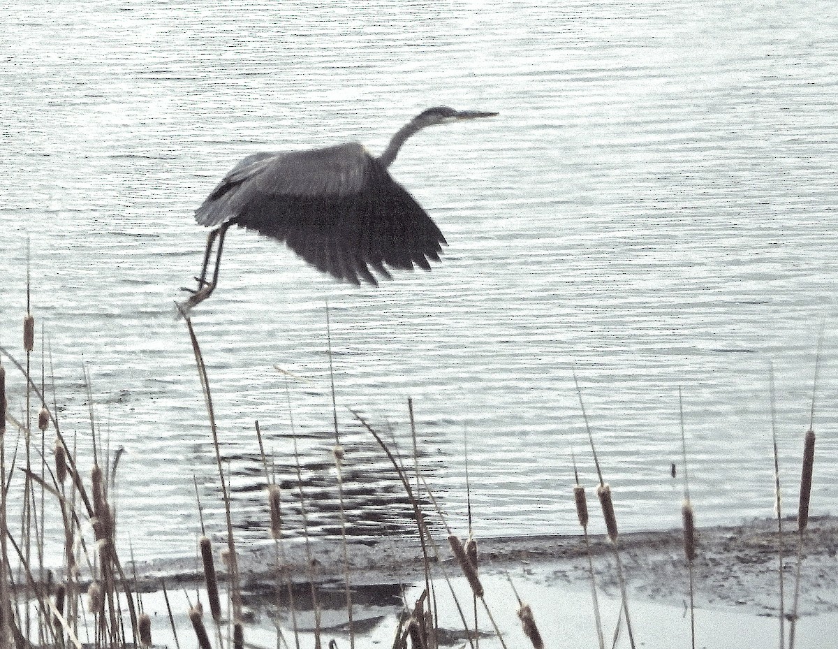 volavka velká - ML644824707