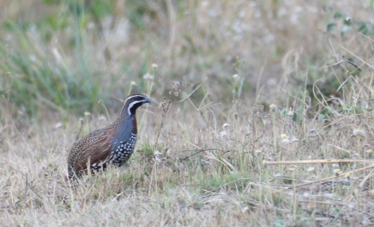 Madagascar Partridge - ML644824711