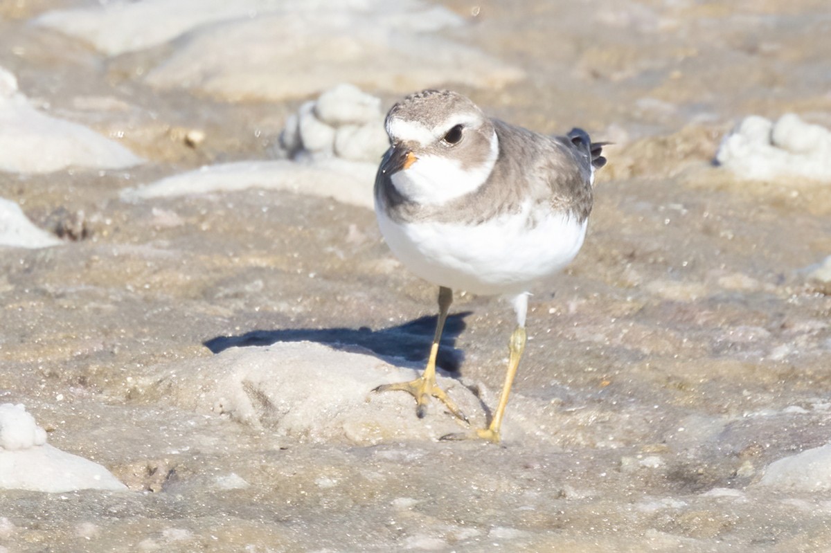 Semipalmated Plover - ML644824713