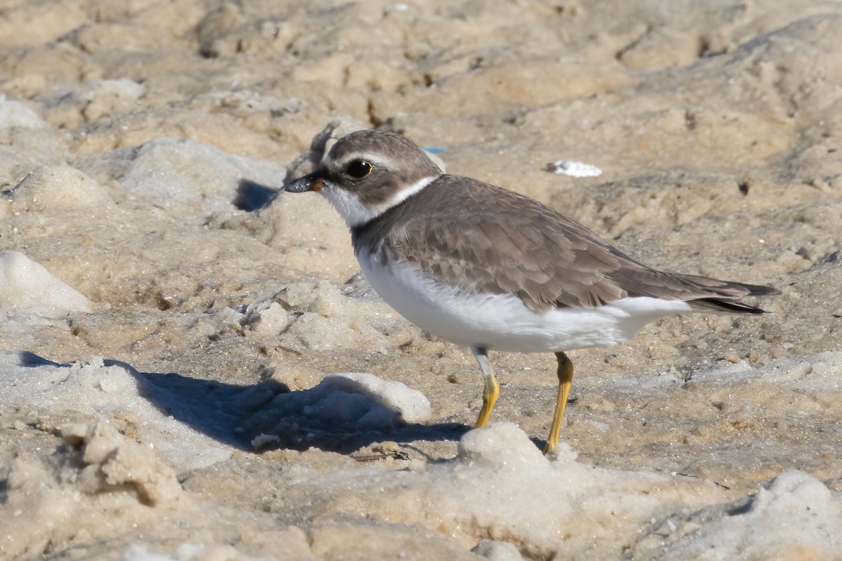 Semipalmated Plover - ML644824719