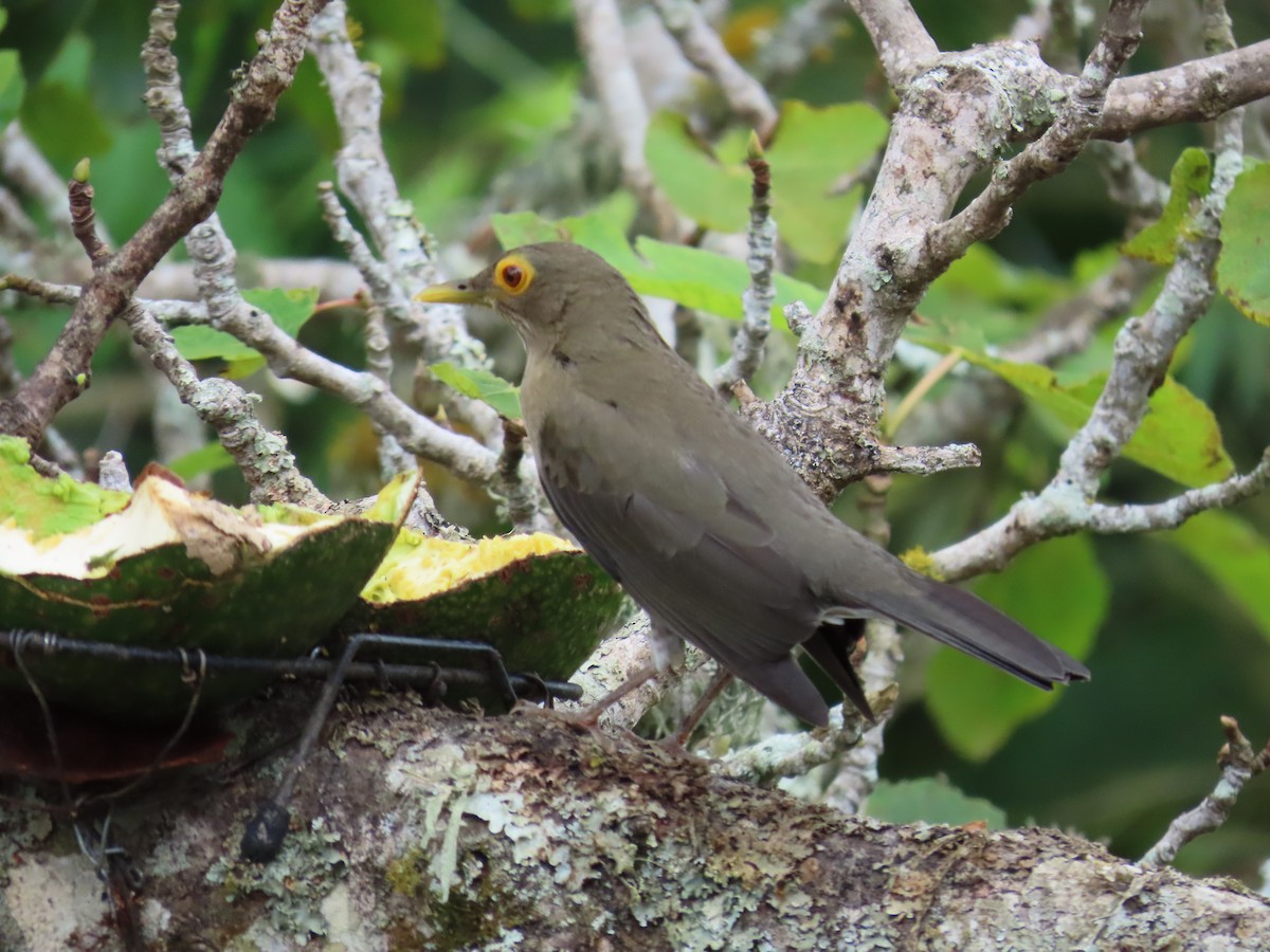 Spectacled Thrush - ML644824735