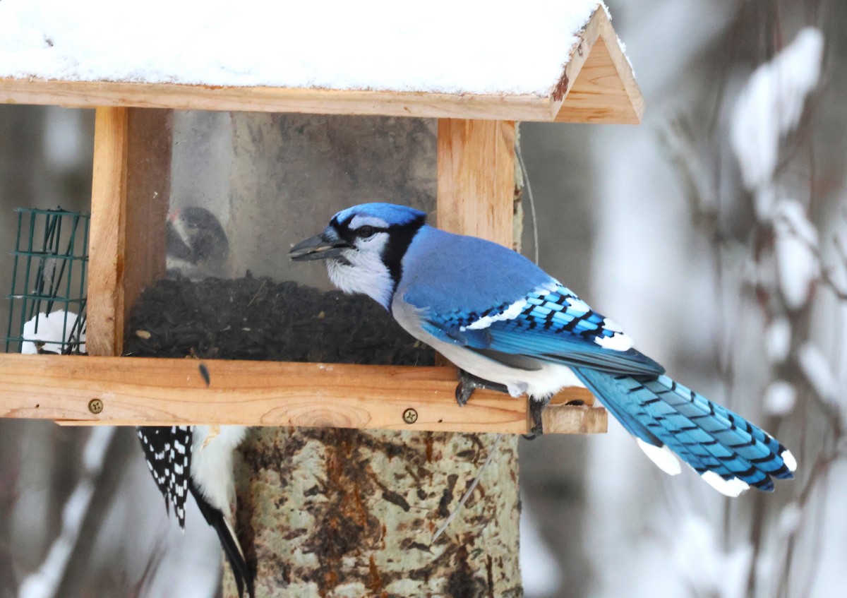 Blue Jay - ML644824738