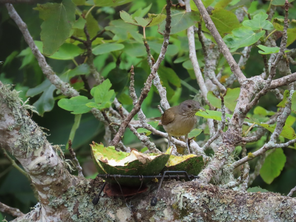 Fahlbrustdrossel - ML644824745