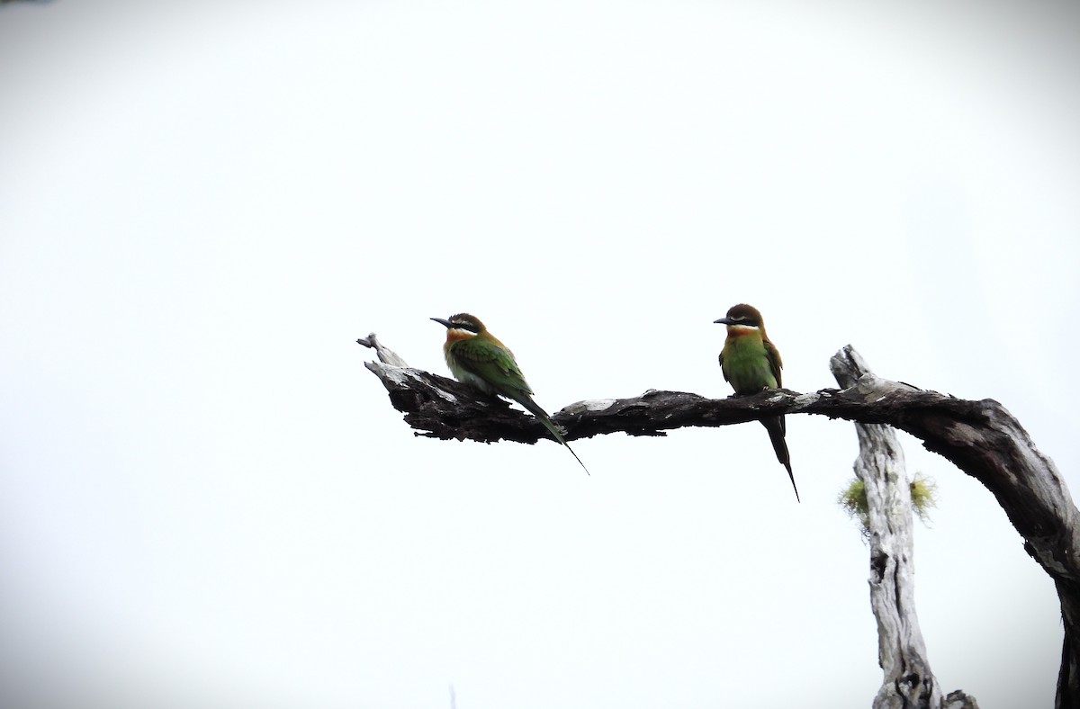 Olive Bee-eater - ML644824748