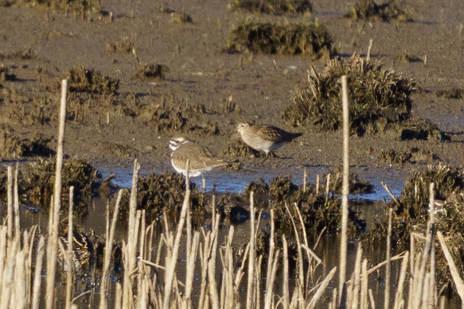 Pectoral Sandpiper - ML644824749