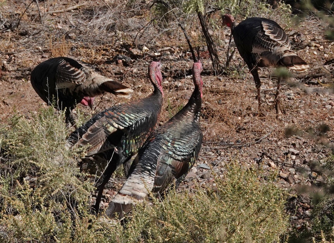 Wild Turkey - ML644824752