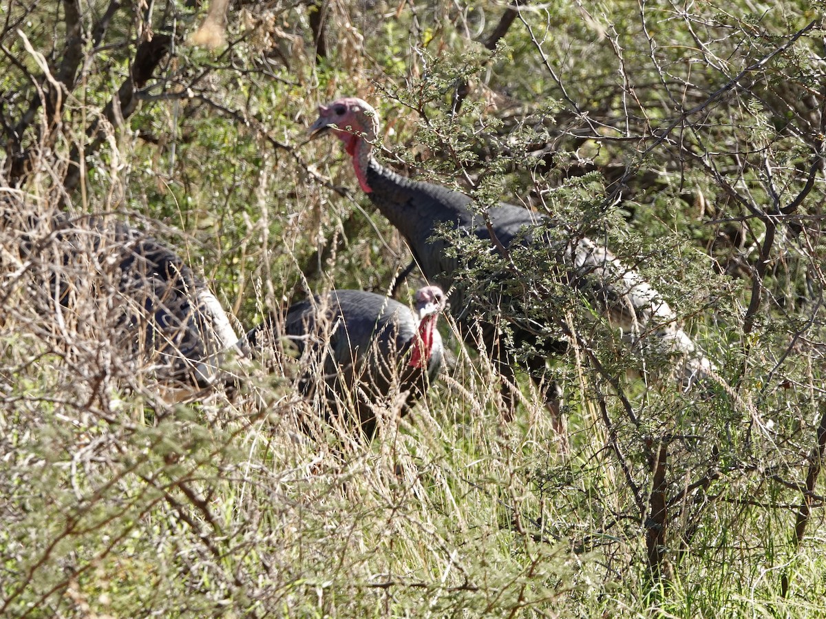 Wild Turkey - ML644824753